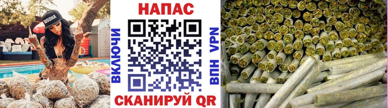 Канабис планчик  Гороховец 